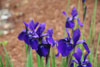 iris sibirica Caesars Brother - 3